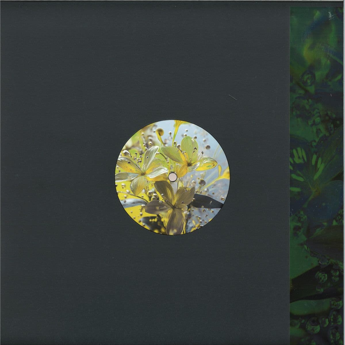 Celandine