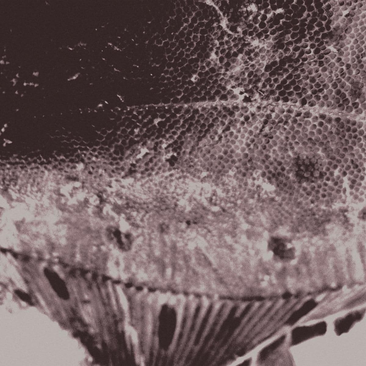 Flounder Maps